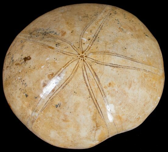 Top Quality Polished Fossil Sand Dollar #10251